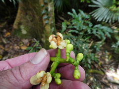 Garcinia warrenii, photograph (c) Steve Fitzgerald, some rights reserved (CC BY-SA)