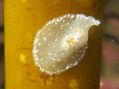 Acotylea