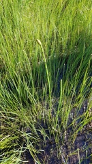 Equisetum laevigatum