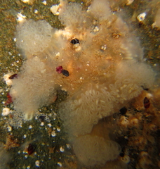 Clavelina