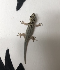 Lygodactylus mombasicus