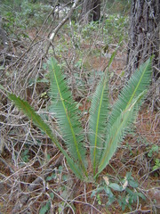 Dioon edule