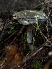 Cortinarius calaisopus