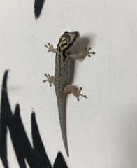 Lygodactylus mombasicus