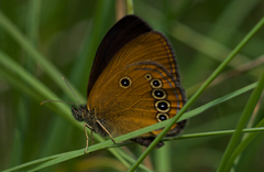 Coenonympha oedippus
