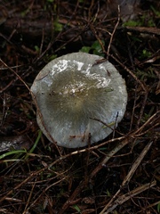 Cortinarius calaisopus