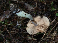 Cortinarius calaisopus