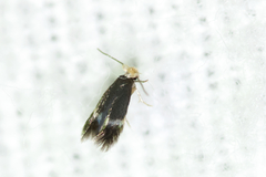 Stigmella populetorum