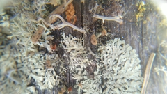 Cladonia botrytes