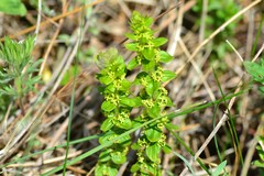 Cruciata glabra krylovii