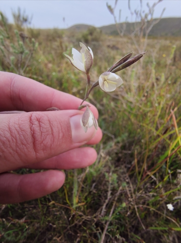 Furry Eveninglily (Hesperantha pilosa)