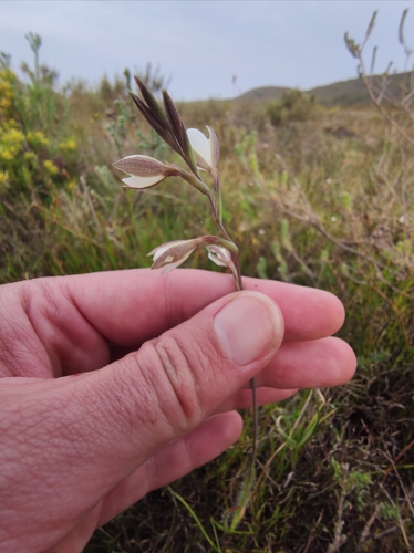 Image of Hesperantha pilosa by (c) Seth Musker, some rights reserved (CC BY)