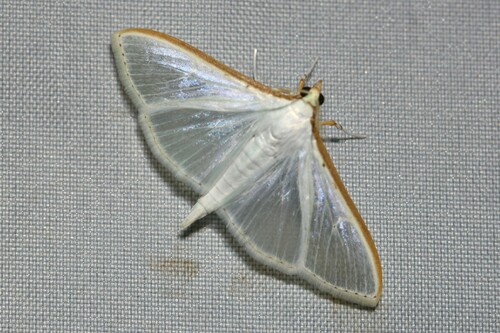 Jasmine Moth photo 5