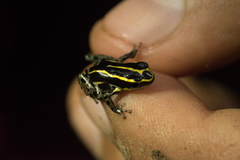 Ranitomeya variabilis