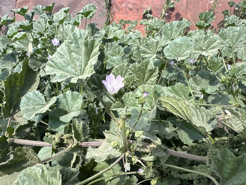 slez nebadaný (Malva neglecta)