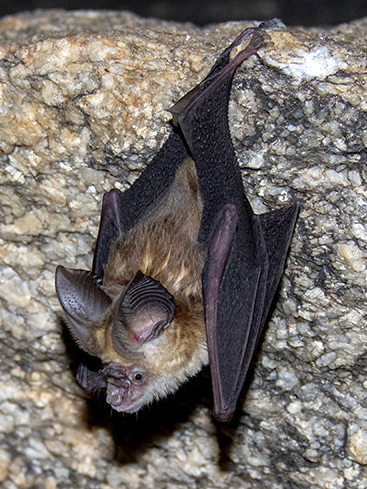 Kolar Roundleaf Bat (Hipposideros hypophyllus) — Critically Endangered Mammalia