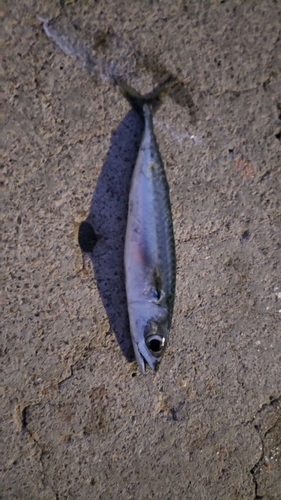 マサバ