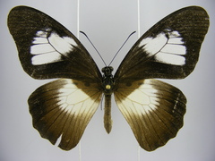 Papilio plagiatus