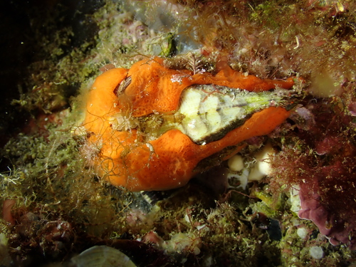 Arca noae Linnaeus, 1758