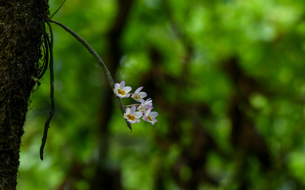 Dendrobium crepidatum