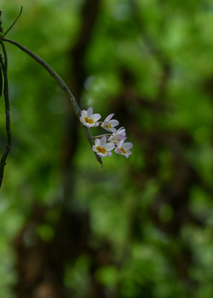 Dendrobium crepidatum Lindl. & Paxton 4