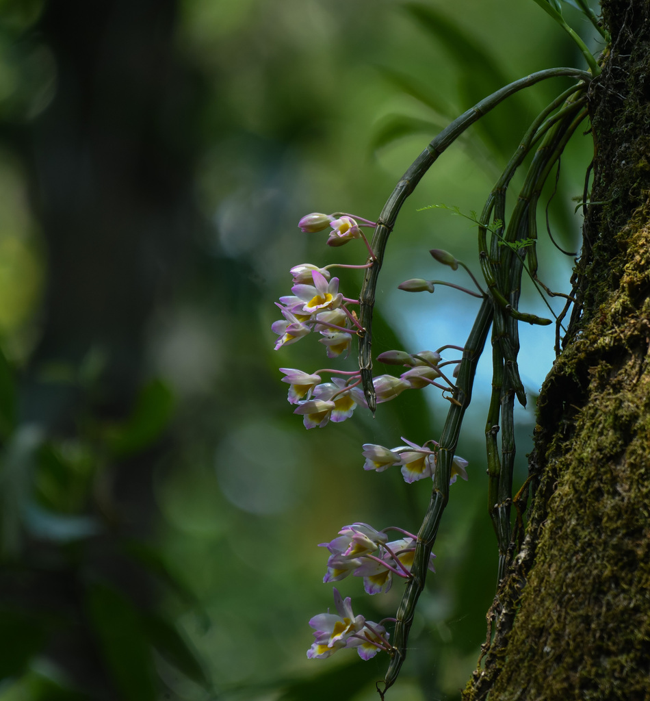 Dendrobium crepidatum Lindl. & Paxton 3