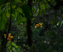 Dendrobium fimbriatum, photograph (c) Rejoice Gassah, some rights reserved (CC BY)