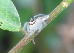 Telamonia dimidiata