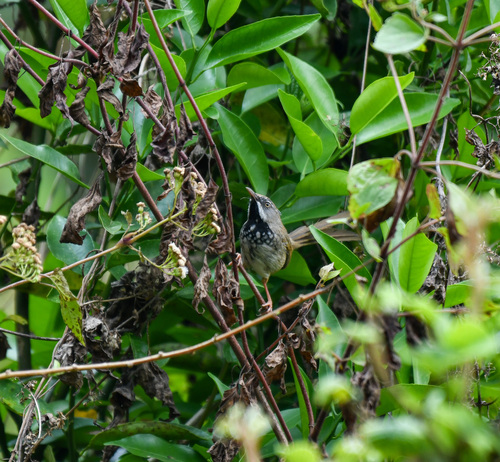 Black-throated Prinia (Prinia atrogularis), photo 9