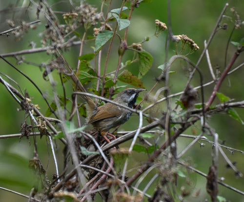 Rufous-crowned Prinia (Prinia khasiana), photo 6