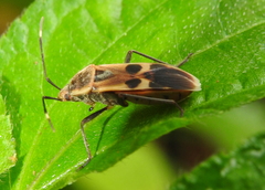 Physopelta gutta