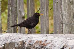 Turdus merula azorensis