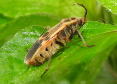Physopelta gutta