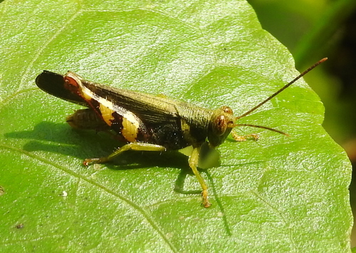 Apalacris varicornis photo 4