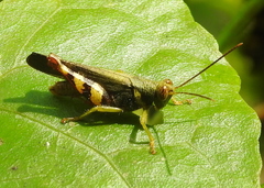 Apalacris varicornis