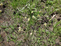 Juncus chlorocephalus