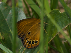 Coenonympha oedippus
