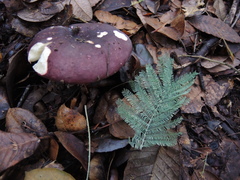Russula xerampelina