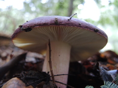 Russula xerampelina
