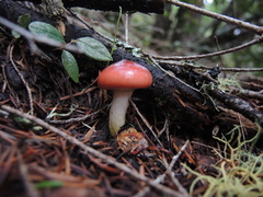 Russula xerampelina