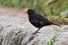 Turdus merula azorensis
