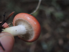 Russula xerampelina