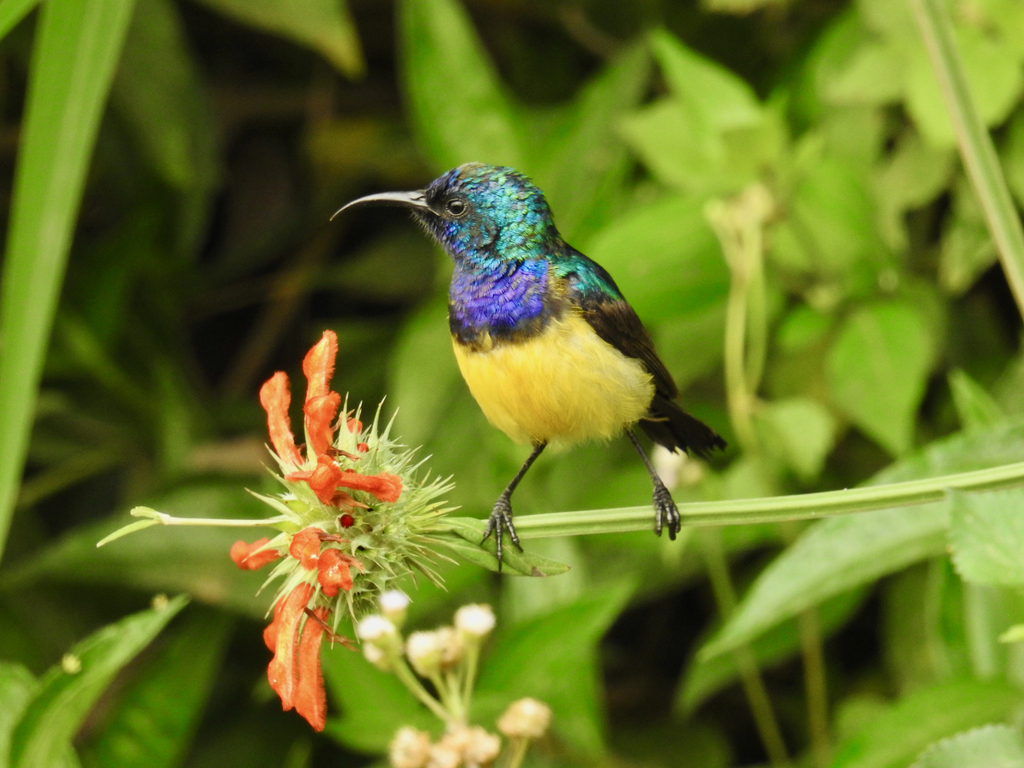 Variable Sunbird