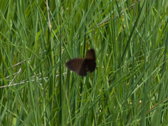 Coenonympha oedippus