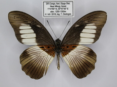 Papilio plagiatus