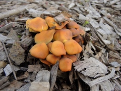 Hypholoma fasciculare