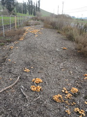 Hypholoma fasciculare