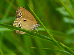 Coenonympha oedippus