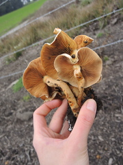Hypholoma fasciculare