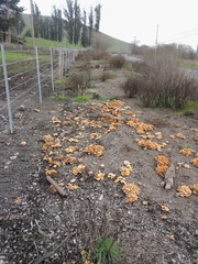 Hypholoma fasciculare